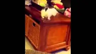 Kitten Attempts Its First Big Jump