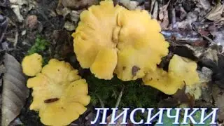 №732/ПРИЯТНАЯ поездка в ЛЕС по грибы .(Лисички, Белые, Мухомор Розовеющий)