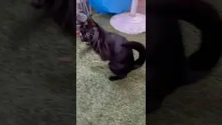 Playful Mini-Panther #bombaycat #minipanther #cutecats