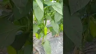 теплицы в Узбекистане май 24 года