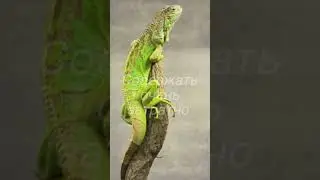 Минусы игуан