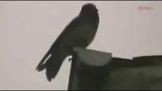 Qabirdan Kelgan Maktub    Кабирдан Келган Мактуб. Qorqinchli Hikoya. (arxivdan)