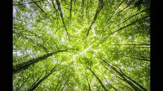 Breaking Branch with Foliage Sound Effect