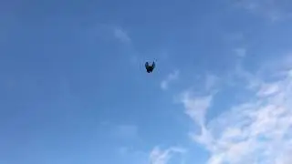 Полет николаевских торцовых голубей