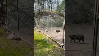 Вышел решала 😼