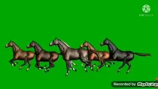 horse stampede green screen