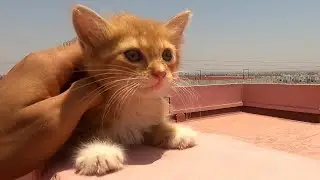 Such a Friendly and Playful lovely Little Kitten! 😻🐾