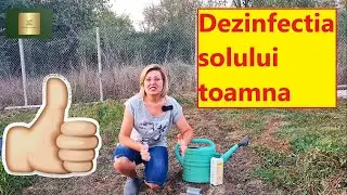 Disinfection and soil treatment after tomatoes diseased by downy mildew, fusarium wilt etc