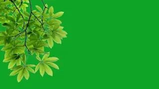 tree branches green screen | leaf flying green screen | green screen leaves falling
