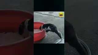 Смешное видео кошки 