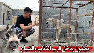 دخلت على محمية الذئاب البرية _ والضباع الشرسة _ واجهت الذيب!😨🔥