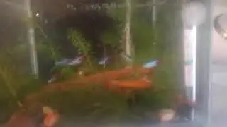 Полёт над территорией...утро.  ¥  Fly in the territory...morning.