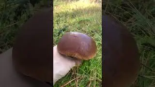 БЕЛЫЙ ГРИБ