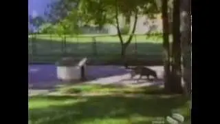 Подборка прикольных собак!