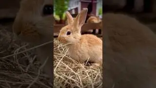 Welcome to the nursery run! They are always so excited to come in the morning!