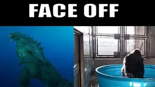 Godzilla vs Kong face off