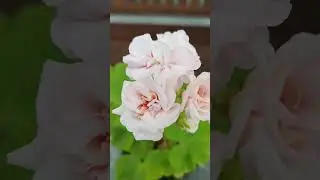 таира мария магдалена