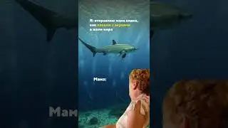 Больше про небанальную Азию на канале 🦈 Подписывайся 😉 #путешествия #акула #отпуск