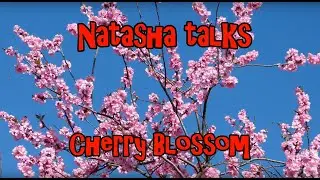 Cherry Blossom