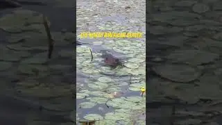 Check out this Beaver eating Lilly pads!