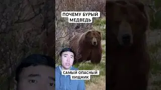 Почему Бурого Медведя Боятся Даже Охотники