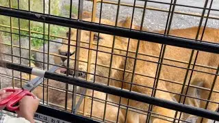 Close Encounter with Wild Animals | Japan Safari Park | AsWeGow