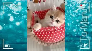 Kucing Meong Lucu Menggemaskan