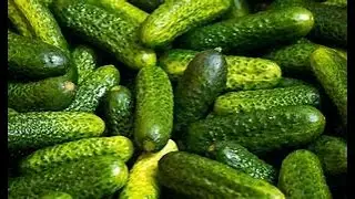 Як Діма любе їсти огурчики