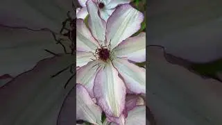 З Днем Вишиванки