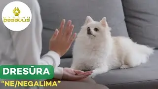 Kaip išmokyti šunį komandos 