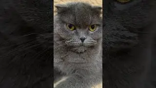 Сюрприз 😂 #catsofyoutube #смішнівідео #гумор #scottishfold