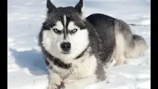 Surviving dog confrontations: Expert advice you need