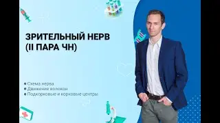 Анатомия зрительного нерва