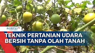 Petani Kubu Raya Kembangkan Teknik Pertanian Udara Bersih dengan Metode Mulsa