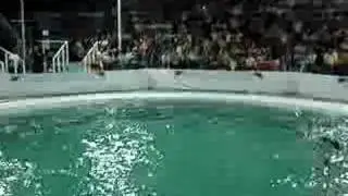 Dolphin Show @ MoA - part2