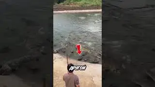 Крокодил изменил план - и пошёл на человека! 🐊