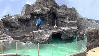 Californian Sea Lion Show | Long Island Aquarium | New York, United States