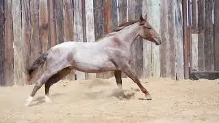 DONA REYISH