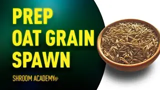 🍄 Shroom Academy grain spawn for mushroom cultivation. Best practices for oat grain.