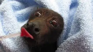 Master Henry Enjoys Some Juice Following Rescue Off Barbed Wire