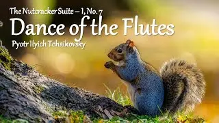 Classical Music for Relaxation - The Nutcracker Suite I No. 7 - Dance of Flutes by Tchaikovsky