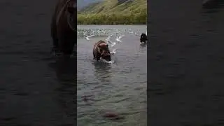 Медведи Курильского озера