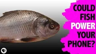 Electronics Powered by Fish Scales