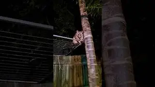 talking to a strange possum