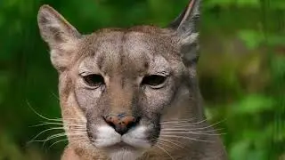⭐Wild puma⭐