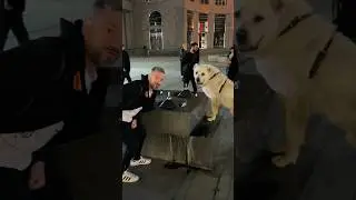 Dogs 🤣 #comedy #dog #dogs