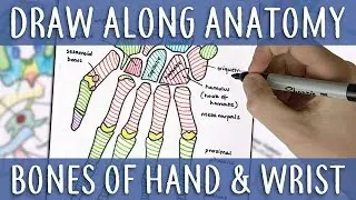 Draw Along Anatomy: Bones of the Hand & Wrist | PostGradMedic