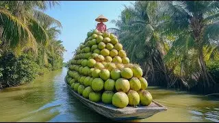 Harvesting MILLIONS of Coconuts Worldwide! | Documentary (2024)