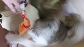 깩깩이  물어뜯어요