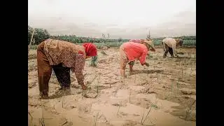 Behind the scene Human Interest Terbaru || Jalan jalan ke Sawah